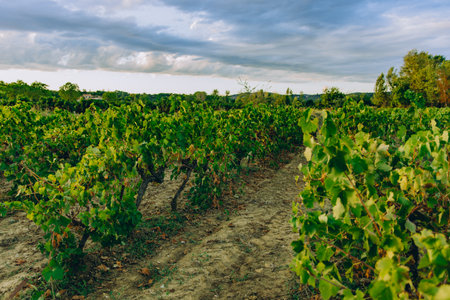 Vineyard rows at sunset with cloudy sky above. Agricultural landscape with green grapevines and earthy tractor tracks. Peaceful rural scene, winemaking conceptの写真素材