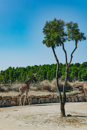 Giraffe eating near a feeder in naturalistic safari setting by the water. Dry landscape with trees and forest in background on sunny summer dayの写真素材