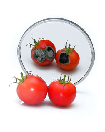 Closeup of the two rotten tomatoes reflected in the mirror isolated on white. Spoiled character concept. Expectation vs reality concept.の写真素材