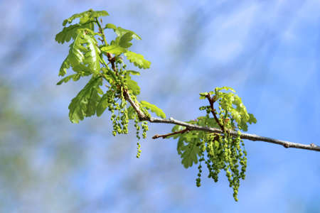 Closeup of flowers and young leaves of the oak tree - Quercus - on blue blurry backgroundの写真素材