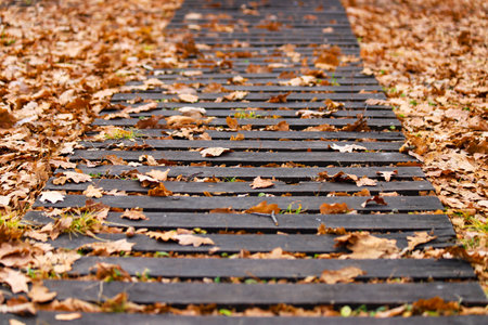An old damaged wooden path in a park with dry oak leaves and some green grass between boards. Photo in perspective with selective focusの写真素材