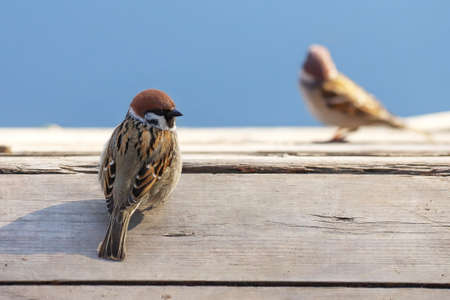A Eurasian tree sparrow - Passer montanus - perching on the old wooden deck and glancing back. Photo...