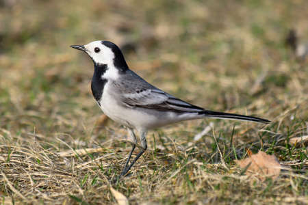 Closeup of a white wagtail - Motacilla alba - in the park on the grass in spring on a blurry backgroundの写真素材