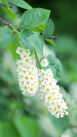 Branch of a blossoming tree with bunches of small white flowers on green blurry background. Photo...