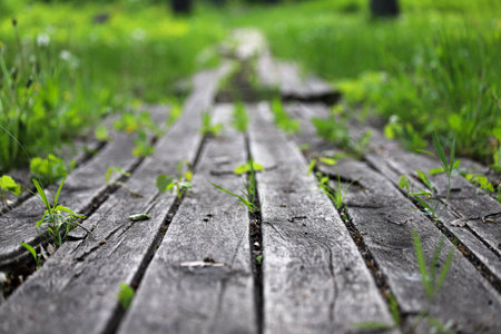An old damaged wooden path in a park with some missing boards and with small green plants between boards. Photo in perspective with selective focusの写真素材