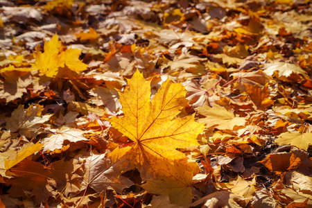 Closeup of the dry maple leaf lighted with the sun on the ground completely covered with yellow and...