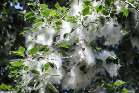 White fluffy seeds on the branch of the poplar tree in a summer dayの写真素材