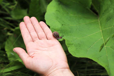 A little cute snail crawls down from the human hand to the big green leaf
