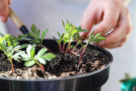 Close up of woman's hands potting houseplant. Home gardening, transplanting flowers at home....