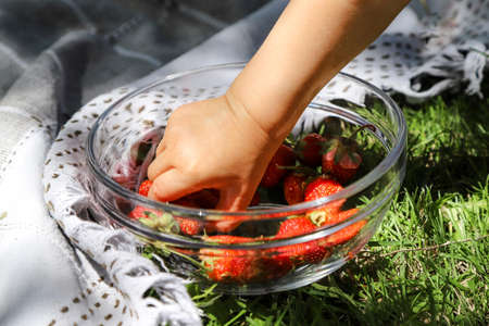 Summer picnic. Little child taking a sweet tasty strawberry from the glass bowl on the green grass.の写真素材