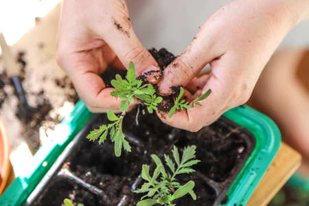 Transplanting plant seedlings in the seedling tray. Close up of woman's hands potting houseplant....