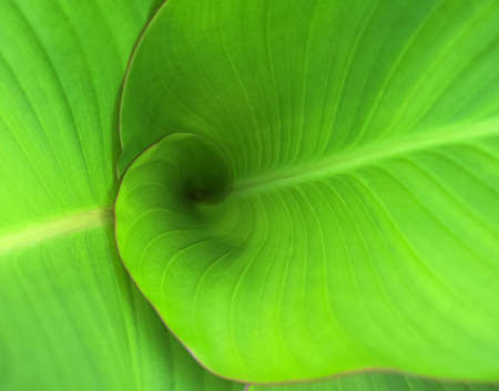 Surface of the big green leaves as an abstract natural background