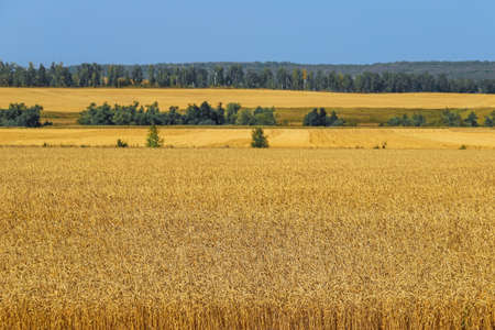A wheat fields stretching to the horizon as a backgroundの写真素材