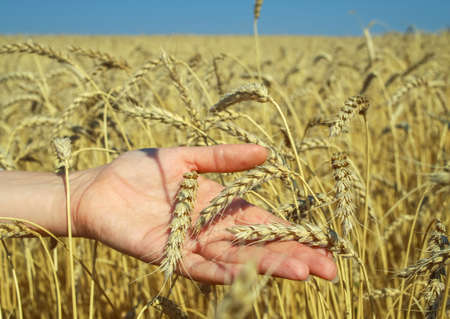 Closeup of the ears of wheat on a human palm