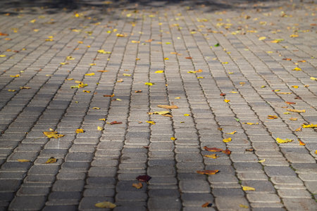 Sidewalk paved with rectangular light and dark gray tiles with dry yellow and orange leaves on it in a sunny autumn day. Photo in perspective with selective focusの写真素材