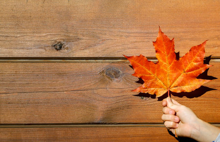 Bright orange leaf of the maple tree in the child's hand against brown wooden wall. Autumn background with copy spaceの写真素材