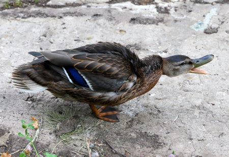 Female mallard - Anas platyrhynchos - stands on the ground and quacks loudlyの写真素材