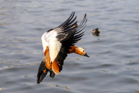 Closeup of ruddy shelduck - Tadorna ferruginea - with its wings wide open flying over the water surfaceの写真素材