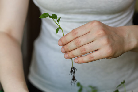 Closeup of a woman holding a physalis seedling in her hand. Pricking out garden plants. Gardening as...