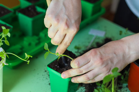 Transplanting plant seedlings in the seedling tray at home. Closeup of pricking out physalis. Gardening as a hobby. Photo with selective focusの写真素材