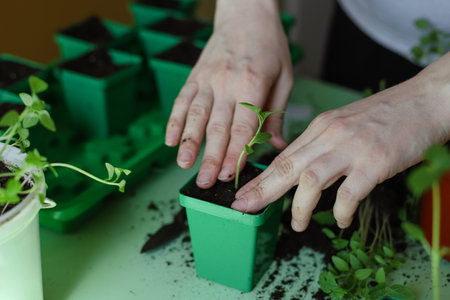 Closeup of woman transplanting plant seedlings in the seedling tray at home. Pricking out physalis. Gardening as a hobby. Photo with selective focusの写真素材