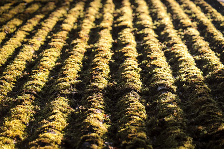 Closeup of a corrugated slate roof covered with moss in a sunny day as a background. Photo in...