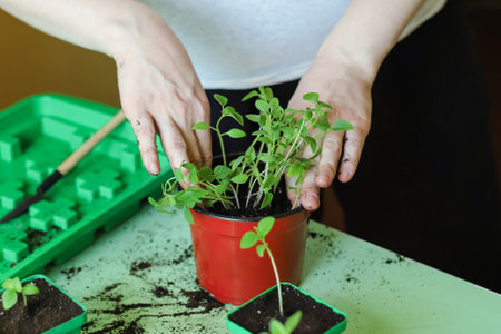 Transplanting plant seedlings growing together in one pot in seedling tray at home. Pricking out new plants. Gardening as a hobby. Photo with selective focusの写真素材