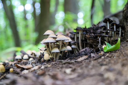 Beautiful macro closeup of forest mushrooms as a natural autumn background. Small edible mushrooms...