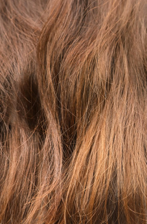Closeup of fine long brown hair as a background. Bad hair problemの写真素材
