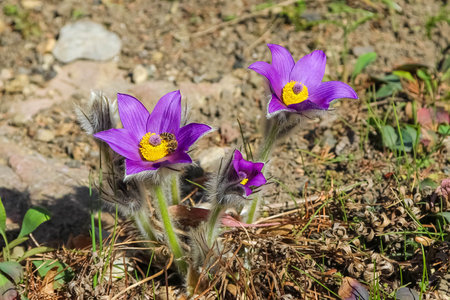 Closeup of bunch of blooming Hallers pasqueflowers with small cute bee on one of flower on a sunny...