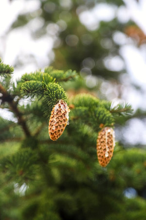 Closeup of green foliage of conifer tree and its cones with drops of fir resin as a natural...