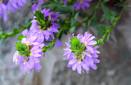 Closeup of a flowering fairy fan-flower - scaevola aemula - on summertime as a natural floral backgroundの写真素材