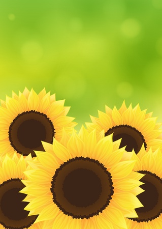 Beautiful sunflowers on green backgroundのイラスト素材