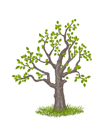 illustration of old tree on white backgroundのイラスト素材