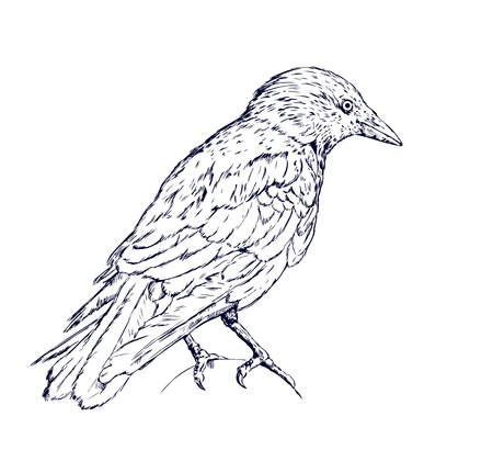 Detailed sketch illustration of crowのイラスト素材