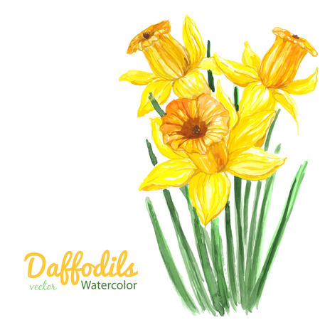 Watercolor illustration. Bouquet of three daffodils on white background with space for text.のイラスト素材