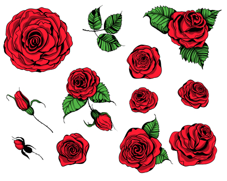 Hand drawn set of roses, rose buds and leaves on white background.のイラスト素材