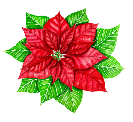 Poinsettia painted with watercolors, isolated on white background. Element for Christmas design.の写真素材