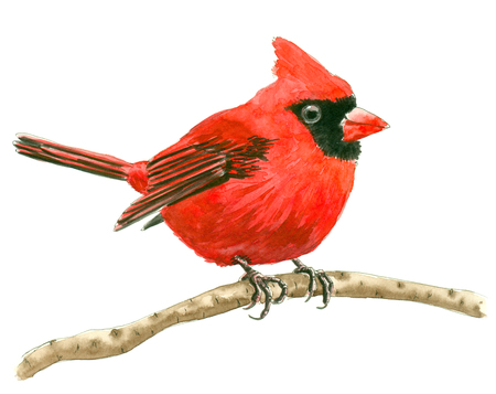 Cardinal bird painted with watercolors isolated on white background, element for design.の写真素材