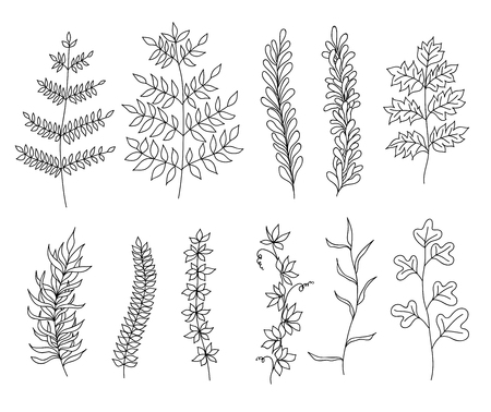 Collection of hand drawn plants. Elements for design.のイラスト素材
