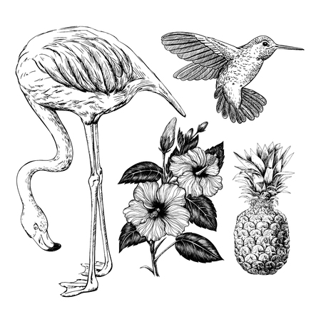 Hand drawn tropical set - flamingo, hummingbird, hibiscus and pineapple. Elements for design.のイラスト素材