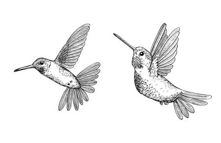 Set of 2  hand drawn flying hummingbirds on white background.Elements for design.のイラスト素材