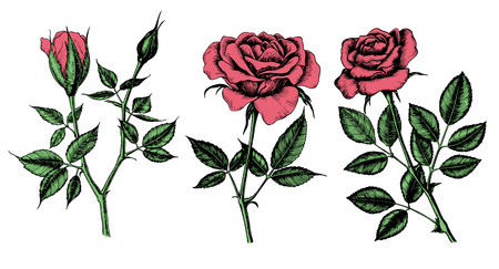 Collection of 3 Hand drawn roses isolated on white background. Elements for design.の写真素材