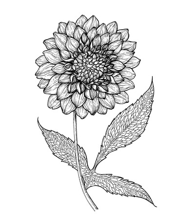 Dahlia flower hand drawn illustration.のイラスト素材