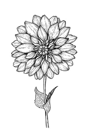 Dahlia flower hand drawn illustration.のイラスト素材
