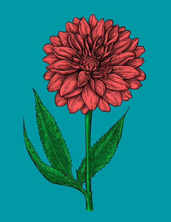 Dahlia flower hand drawn illustration.のイラスト素材
