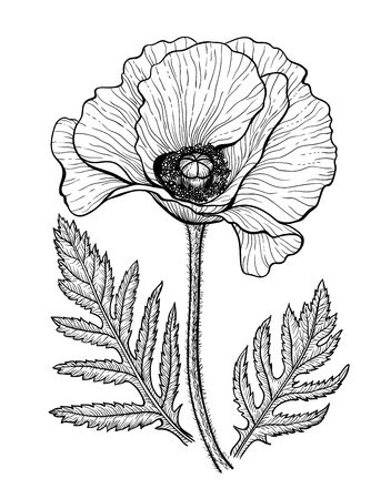 Hand drawn vector illustration of a poppy with leaves on white background. Element for design.のイラスト素材
