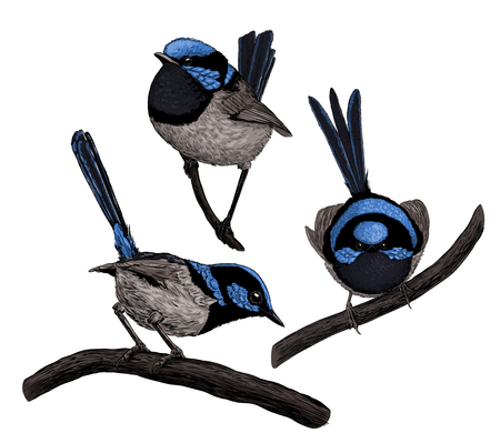 Collection of 3 hand - drawn fairy wrens isolated on white background.のイラスト素材