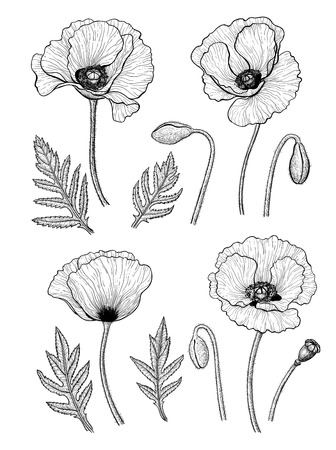 Collection of hand-drawn poppies, leaves and buds, isolated on white background, Elements for design.のイラスト素材