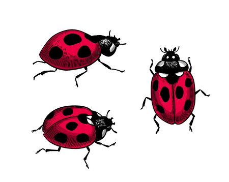 Set of 3 ladybugs on white background. Elements for design.のイラスト素材